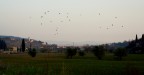 Stormi d'uccelli neri, com'esili pensieri, nel vespero migra Stormi d'uccelli neri, com'esili pensieri, nel vespero migra