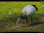 Ibis Sacro # 1 Ibis Sacro # 1