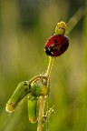 coccinella