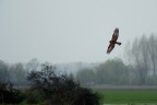 Luce pessima e rapace lontanissimo, ma non avevo mai visto volarne uno