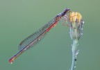 Damigella Damigella