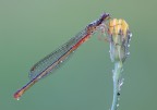 50d 180mm f11 1/20sec 160 iso cavalletto/plamp/pannellino 31/07/2011   http://img35.imageshack.us/img35/3770/mg4989.jpg