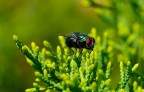 mosca mosca