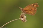 La Libythea celtis  una farfalla della famiglia Libytheidae . Non  facile fotografare le sue larve in quanto la pianta nutrice  il Celtis australis o Bagolaro un albero che pu raggiungere i 20 mt. Questa  la seconda volta che incontriamo questa farfalla