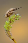 Bombylius major Bombylius major