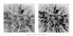 Dentro le spore