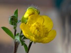 ranuncolo