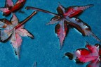 foglie rosse foglie rosse