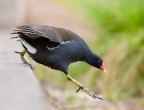 Gallinella d'acqua