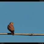 Gheppio # 1 Gheppio # 1