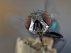 portrait of a fly....
