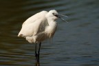 Egretta garzetta Egretta garzetta