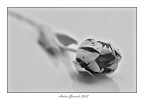 Tulipano, semplice Tulipano, semplice