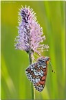 Melitaea cinxia