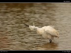 Camargue # 36