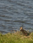 ancora una pavoncella di stagione nel delta del po