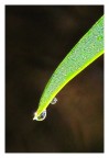 gocce di natura