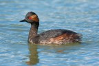 Svasso piccolo -Podiceps nigricollis