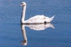 Cigno Cigno
