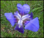 Trionfo in Viola Trionfo in Viola