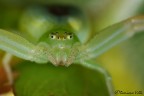 Un Thomisidae poco comune
Ebrechtella tricuspidata

50mm. reverse
soffietto
f.8
un po' di vento e tanta fortuna