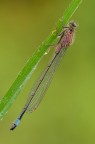 Ischnura elegans ( femmina immatura ) Ischnura elegans ( femmina immatura )