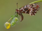 Un'immagine realizzata sabato scorso insieme al gruppo oramai consolidato Photo Natural Veneta 
Nikon D300S, Tamron 180 macro, f14, 1/8s, iso 200, scatto remoto, alzata specchio, pannellini
[url=http://img684.imageshack.us/img684/2171/zerynthia.jpg] foto in alta risoluzione [/url]