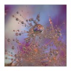 o0°.0°°O o0°.0°°O