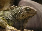 Iguana Iguana