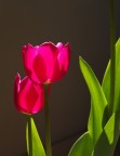 Tulipanomania 2