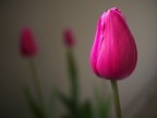 Tulipanomania