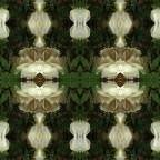 Peonia