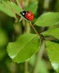 Coccinella Coccinella