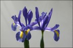 iris iris