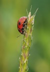Discesa pericolosa