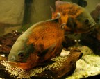 Astronotus Occellatus 1 Astronotus Occellatus 1