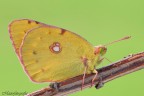 Colias Colias
