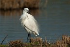 Egretta garzetta Egretta garzetta