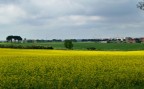 Campo di colza alla periferia di Roma