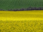 Ancora sui campi di colza