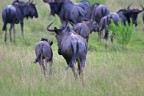 Blue Wildebeest Blue Wildebeest