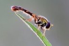 Syrphidae Syrphidae