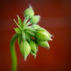 timidi timidi timidi timidi