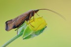 Limnephilus lunatus Limnephilus lunatus