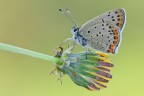 Lycaena tityrus Lycaena tityrus