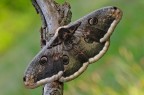 Saturnia pyri