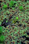 Diamo un'occhiata Diamo un'occhiata