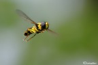 Nuova specie in volo Nuova specie in volo