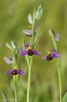 Ophrys apifera Ophrys apifera