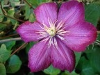 clematis clematis